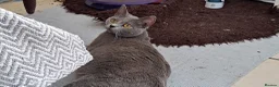 Chartreux cats for sale: Chartreux female  - Advert 3