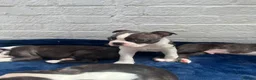 Boston Terrier dogs for sale: Brindle Boston terrier KC puppies  - Advert 14