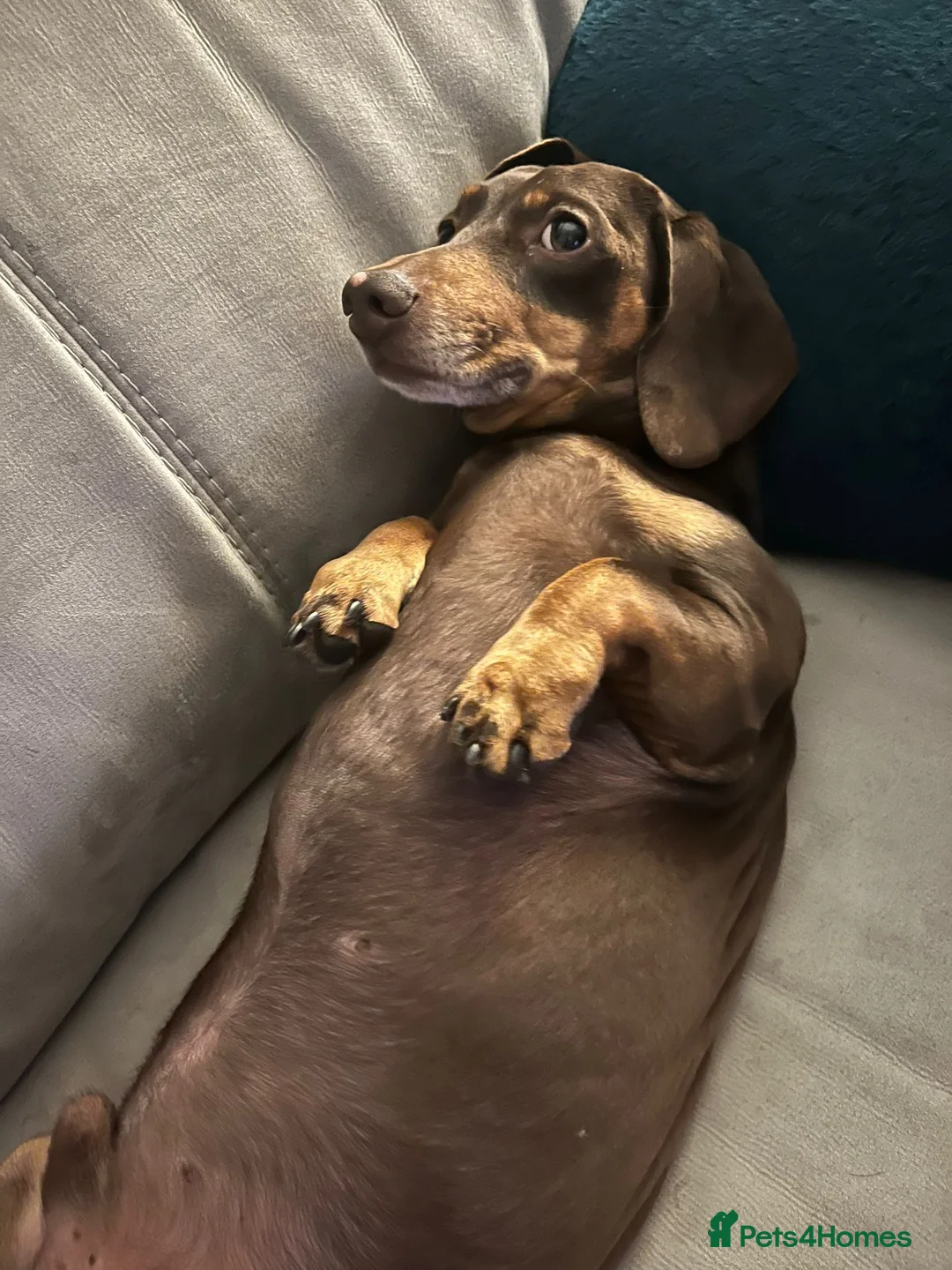 Dachshund dogs for stud: Reggie Roo - Advert 2