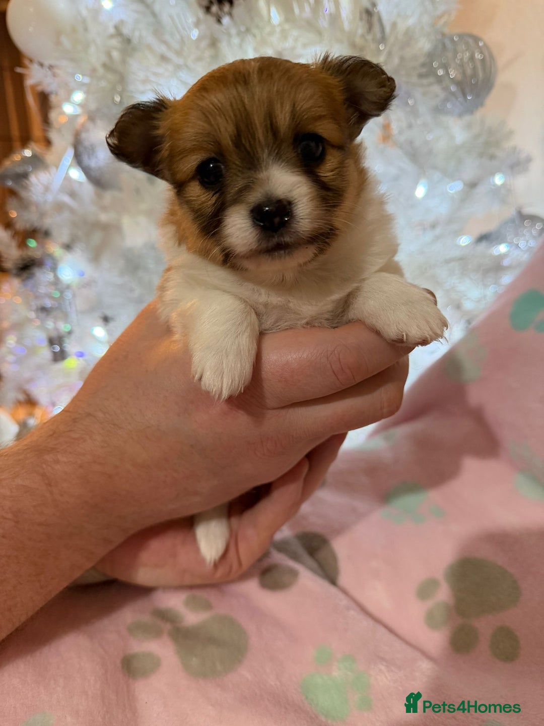Pomchi dogs for sale: 🐻 Fluffy Rainbow Pomchis 🌈 - Advert 1