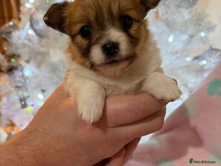 Pomchi dogs 🐻 Fluffy Rainbow Pomchis 🌈 - Advert 1