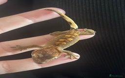 Gecko reptiles for sale: Baby Crested Geckos - Image 3