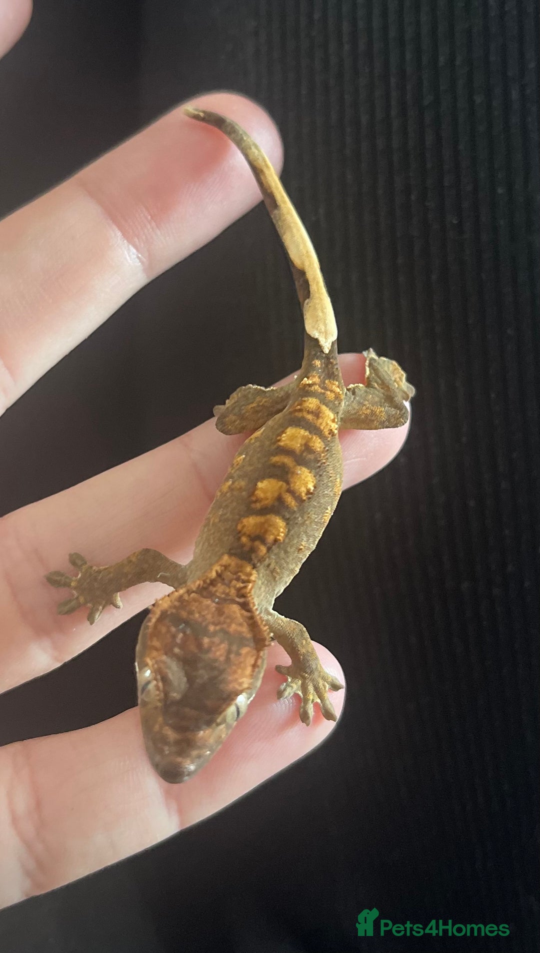 Gecko reptiles for sale: Baby Crested Geckos - Image 3