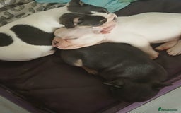 French Bulldog dogs for sale: Gorgeous french bulldog boys  - Image 6
