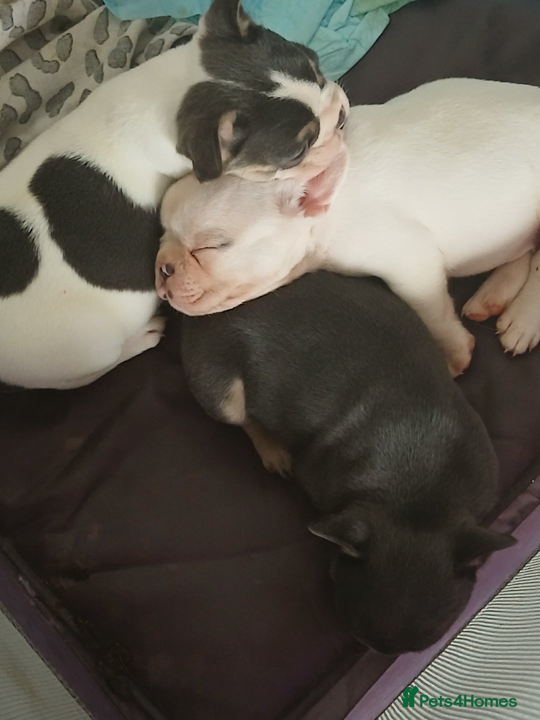 French Bulldog dogs for sale: Gorgeous french bulldog boys  - Image 6