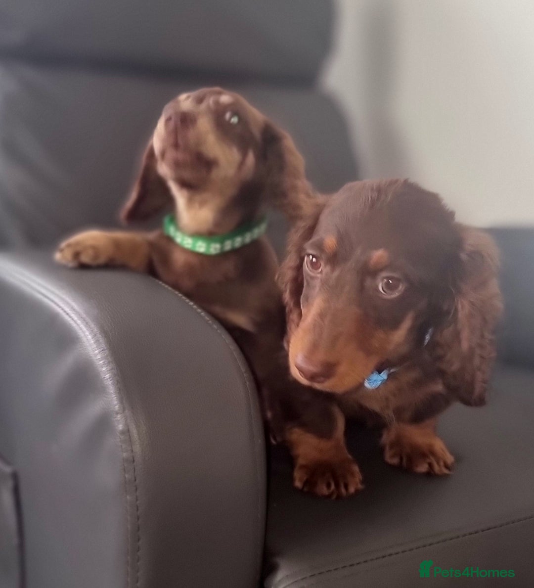 Dachshund dogs for sale: Long haired dashound pups  - Image 5