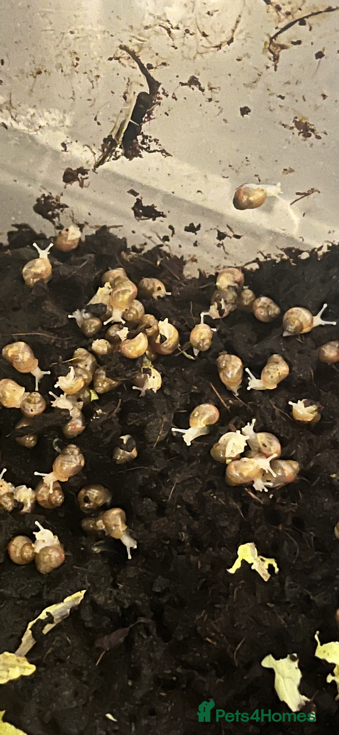 Snails invertebrates for sale: Baby giant African land snails  - Image 1