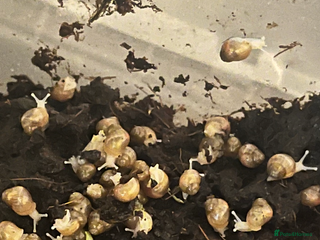 Snails invertebrates - Advert 8