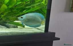 Discus fish for sale: Large discus fish  - Image 4