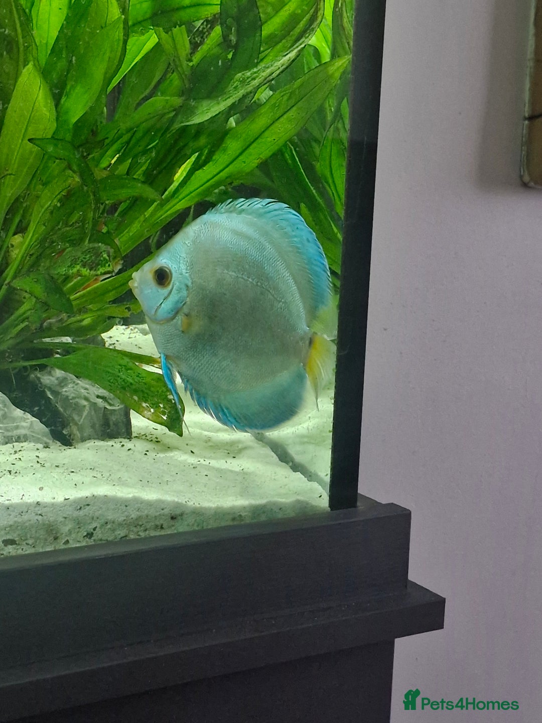 Discus fish for sale: Large discus fish  - Image 4
