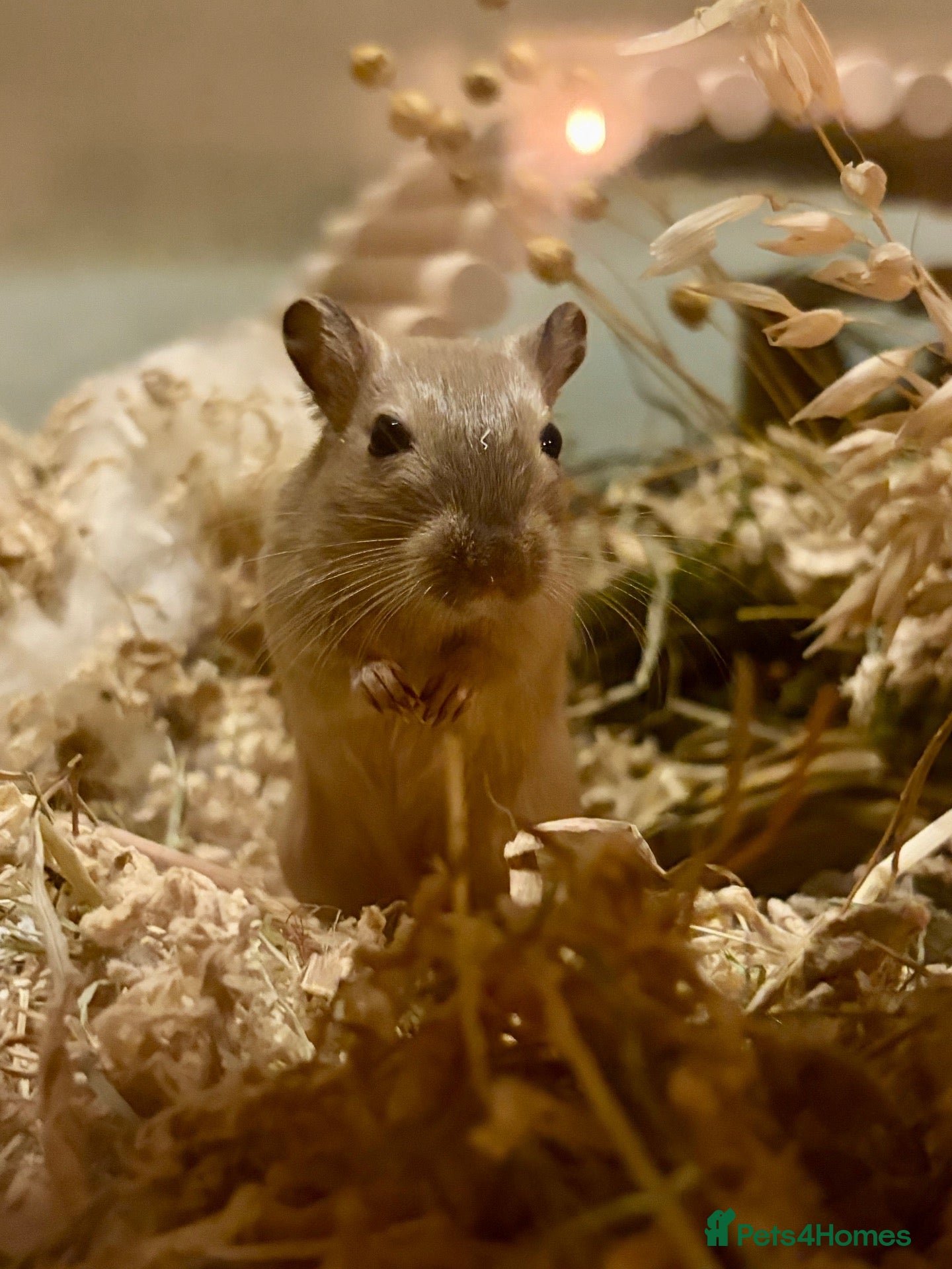 Gerbil rodents for sale: 3 Female Gerbils – Free to a Good Home 🐹 - Advert 1