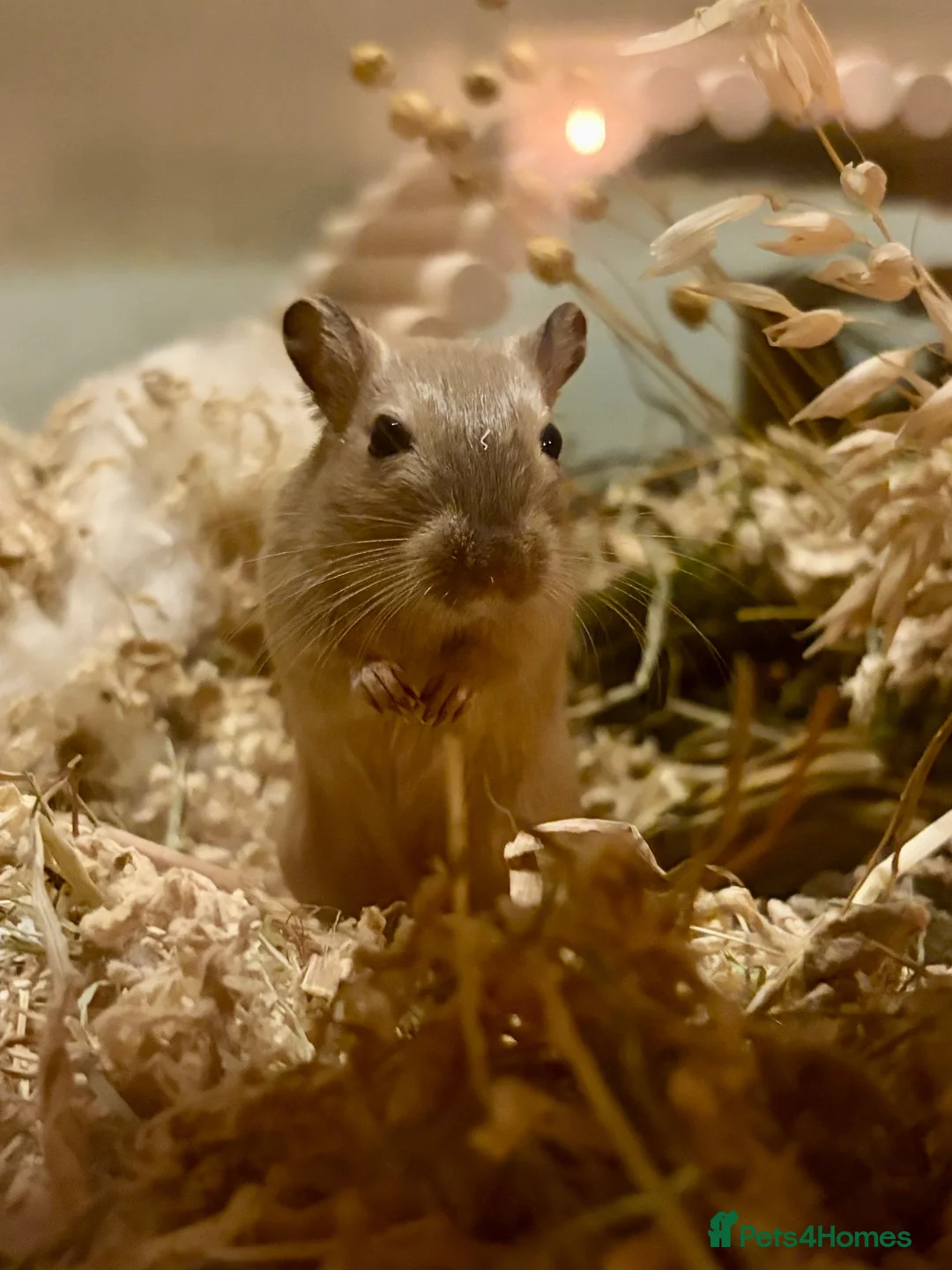 Gerbil rodents for sale: 3 Female Gerbils – Free to a Good Home 🐹 in Ingatestone - Advert 1