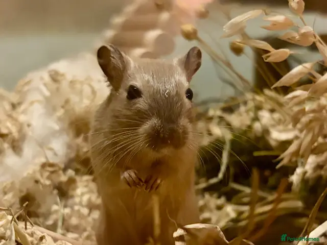 Gerbil rodents for sale: 3 Female Gerbils – Free to a Good Home 🐹 - Advert 1