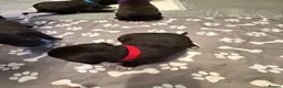 Mixed Breed dogs for sale: Staffordshire bull terrier x Lurcher puppies in Rugby - Advert 12