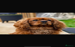Cavalier King Charles Spaniel dogs for sale: Adorable Cavalier King Charles Spaniel - Image 4