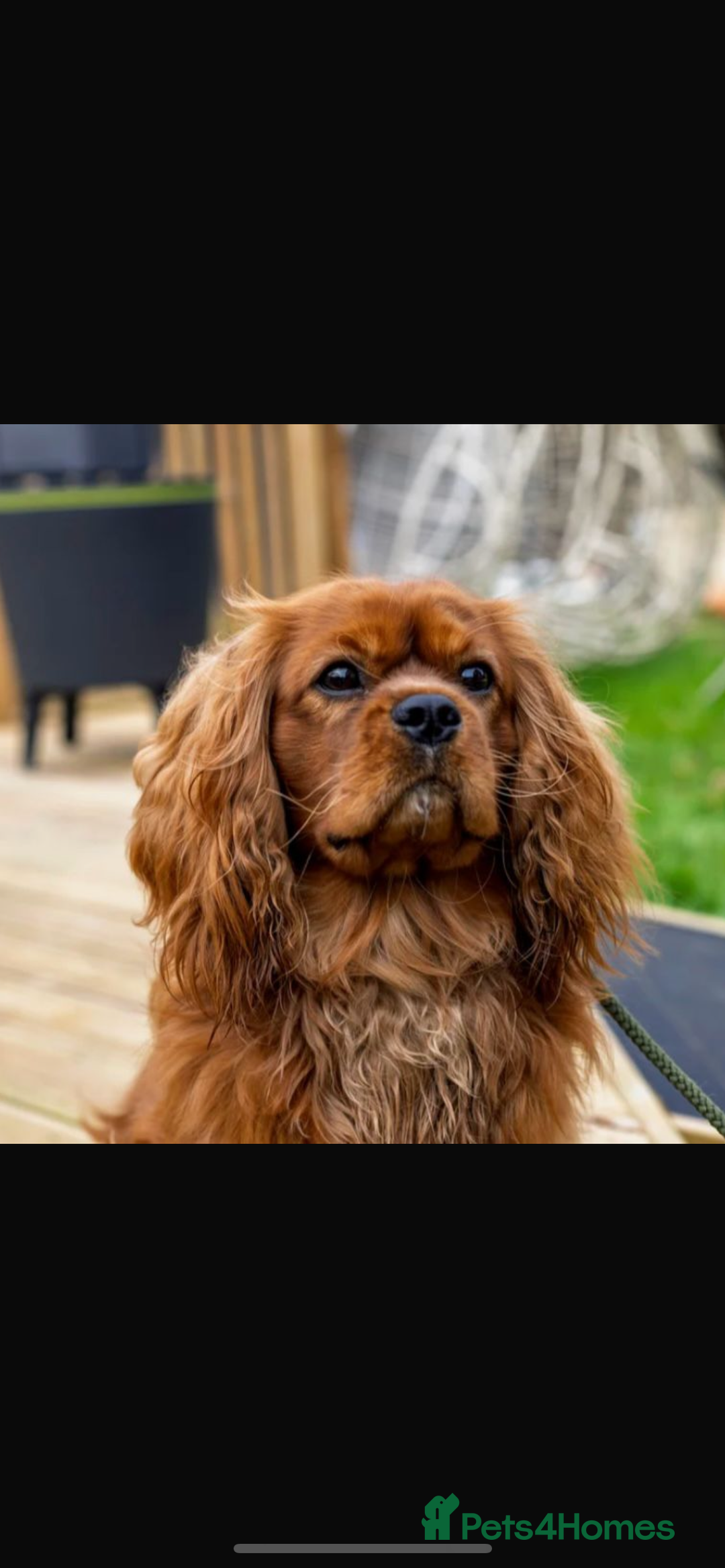 Cavalier King Charles Spaniel dogs for sale: Adorable Cavalier King Charles Spaniel - Image 4