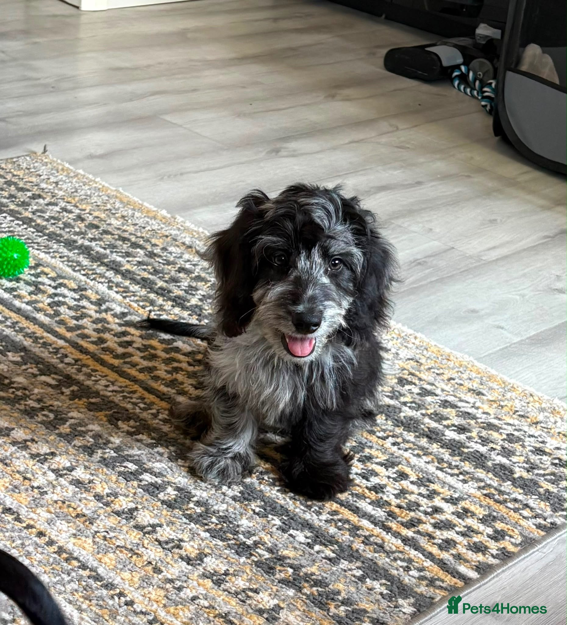 Mixed Breed dogs Fully vax READY NOW DOXIEPOO HEALTH TESTED PARENTS - Advert 1