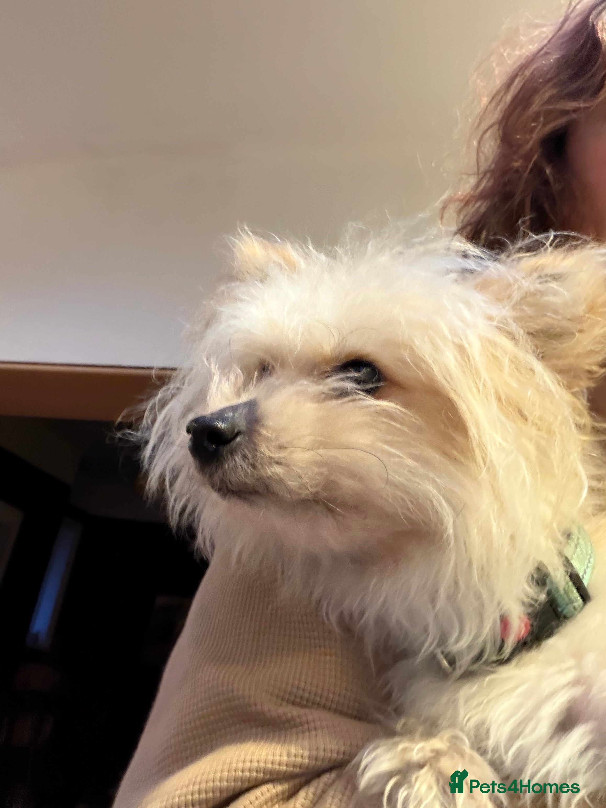 Pomapoo dogs 1 year old pomapoo - Advert 1