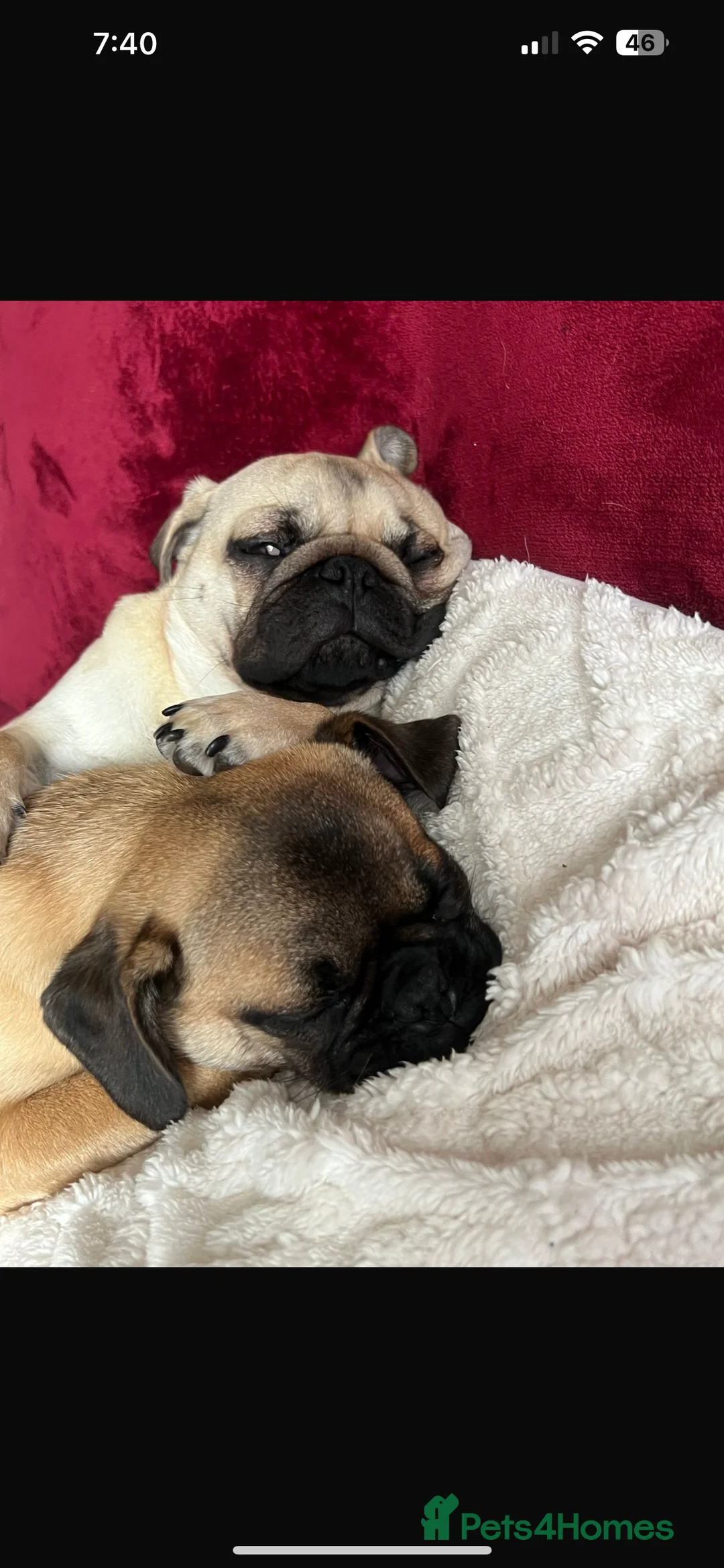 Pug dogs for sale: Loving Home Needed for 2-Year-Old Female Pug in Aldershot - Advert 4