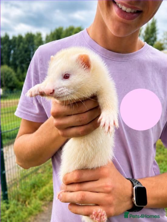 Ferret rodents 2x Ferrets with hutch included  - Advert 2