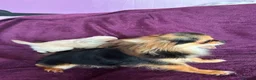 Chihuahua dogs for sale: Outstanding tiny tiny chichahua  - Advert 9