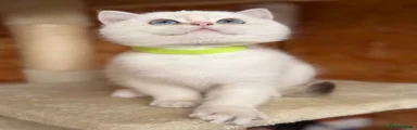 British Shorthair 3