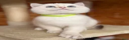 British Shorthair cats for sale: British shorthair golden odd eyed kittens  - Advert 17
