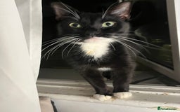 Domestic Shorthair cats for sale: Kittens - Image 3