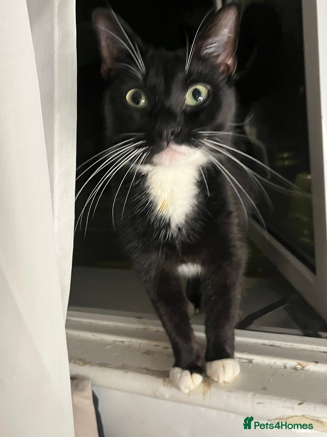 Domestic Shorthair cats for sale: Kittens - Image 3