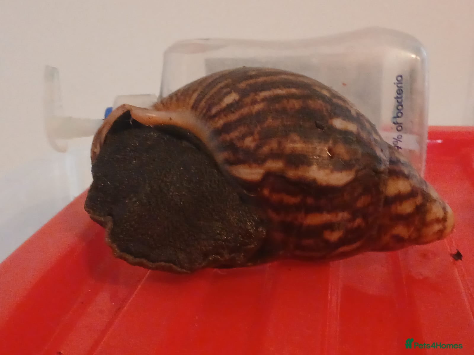 Snails invertebrates XL Giant African Land Snails - Advert 16