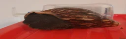 Snails invertebrates for sale: XL Giant African Land Snails in Bristol - Advert 1