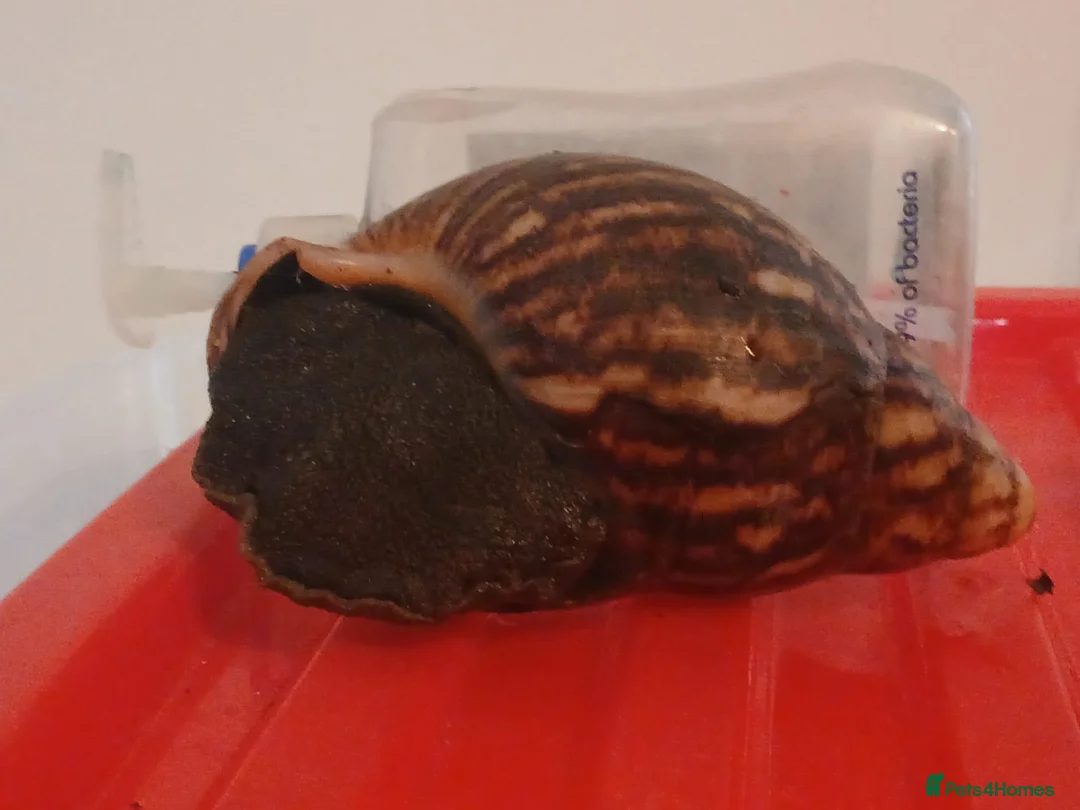 Snails invertebrates for sale: XL Giant African Land Snails in Bristol - Advert 1