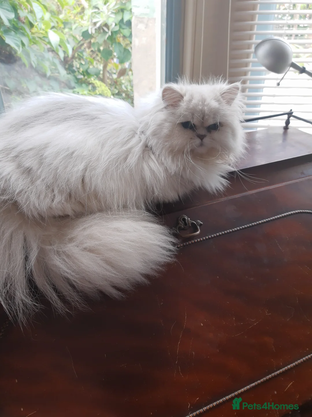 Persian cats for sale: Pedigree purebred Persian - Advert 4