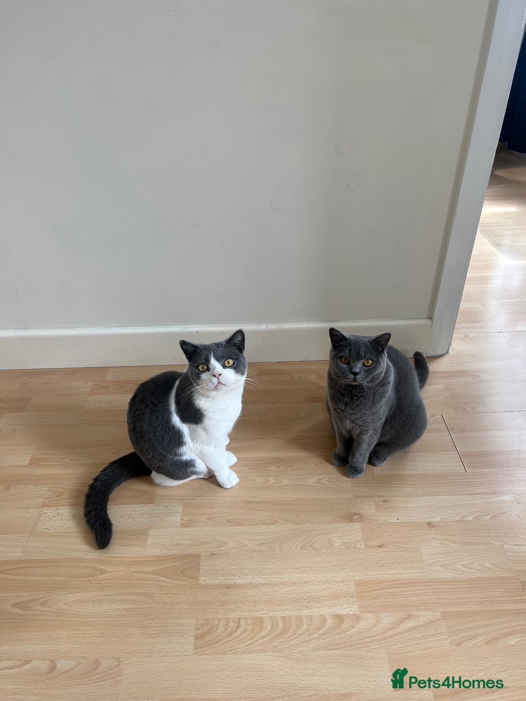 British Shorthair cats for sale: Re homing my two cats  - Image 3