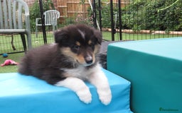 Rough Collie dogs for sale: Stunning Rough Collie boys, DNA clear non carriers - Image 14