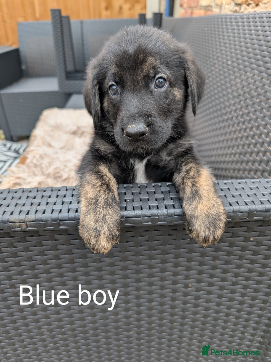 Mixed Breed dogs for sale: Golden Shepherd Puppies  - Image 14