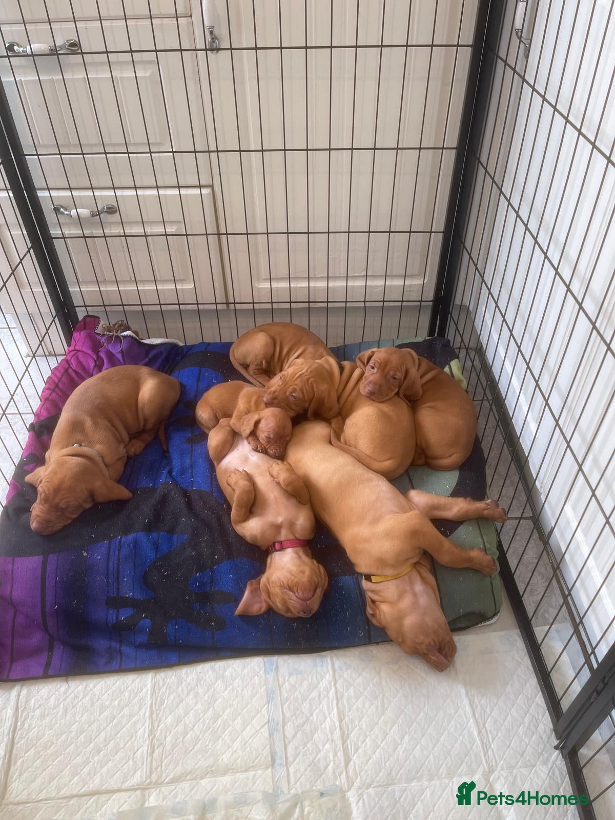 Hungarian Vizsla dogs Outstanding Hungarian puppies - Advert 2