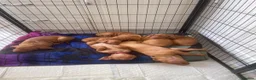 Hungarian Vizsla dogs for sale: Outstanding Hungarian puppies - Advert 1