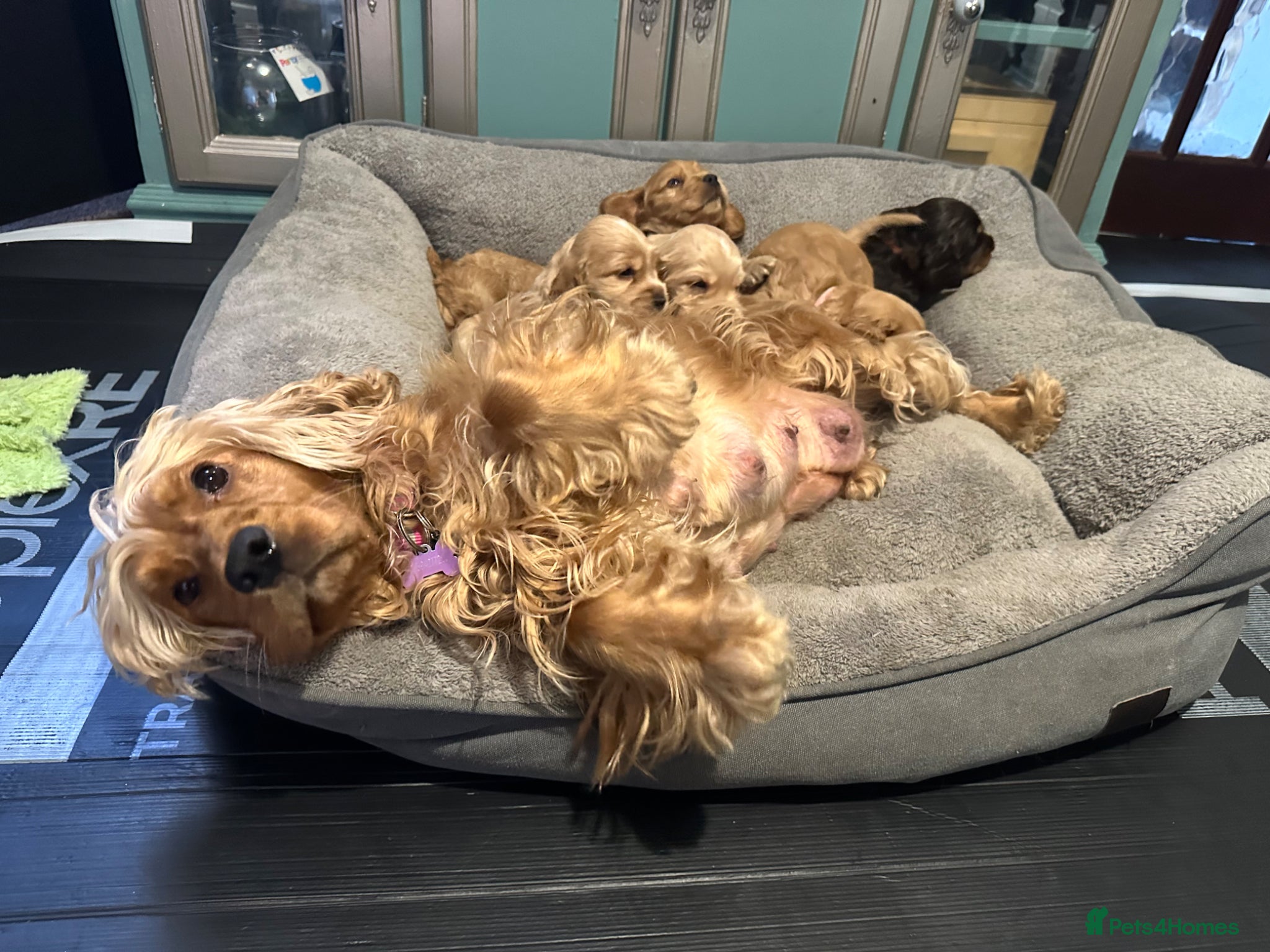 Cocker Spaniel dogs Show Cocker Spaniels  - Advert 1