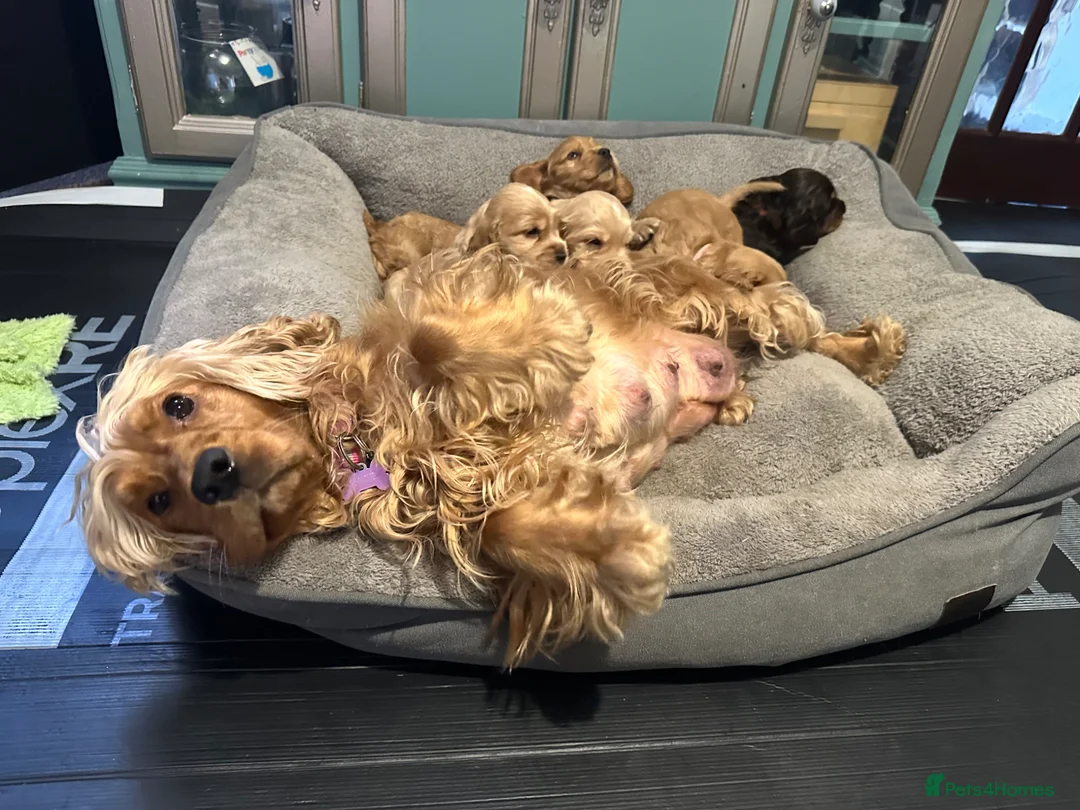 Cocker Spaniel dogs for sale: Show Cocker Spaniels  in Nottingham - Advert 1