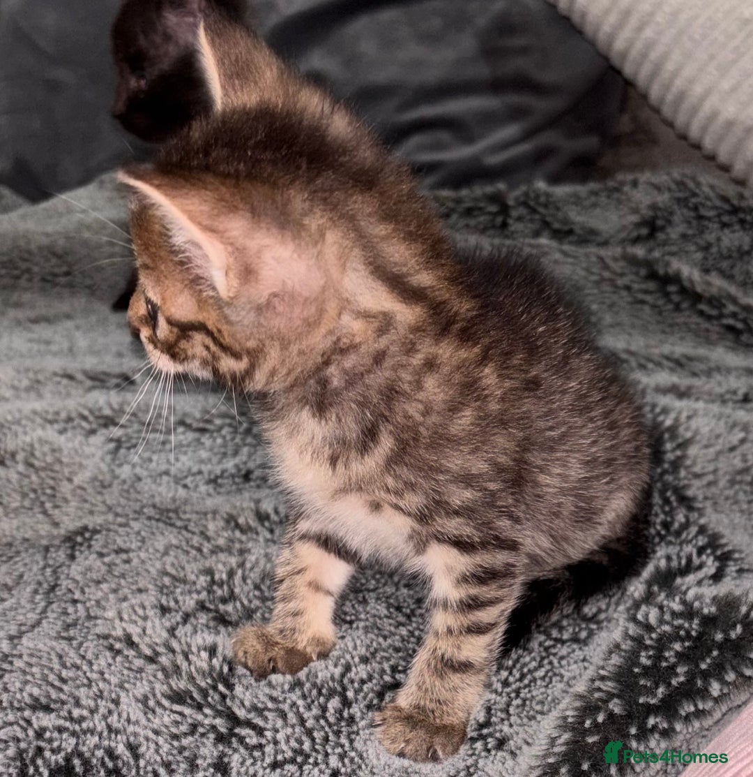 Mixed Breed cats for sale: 7 Gorgeous mixed kittens - Image 2