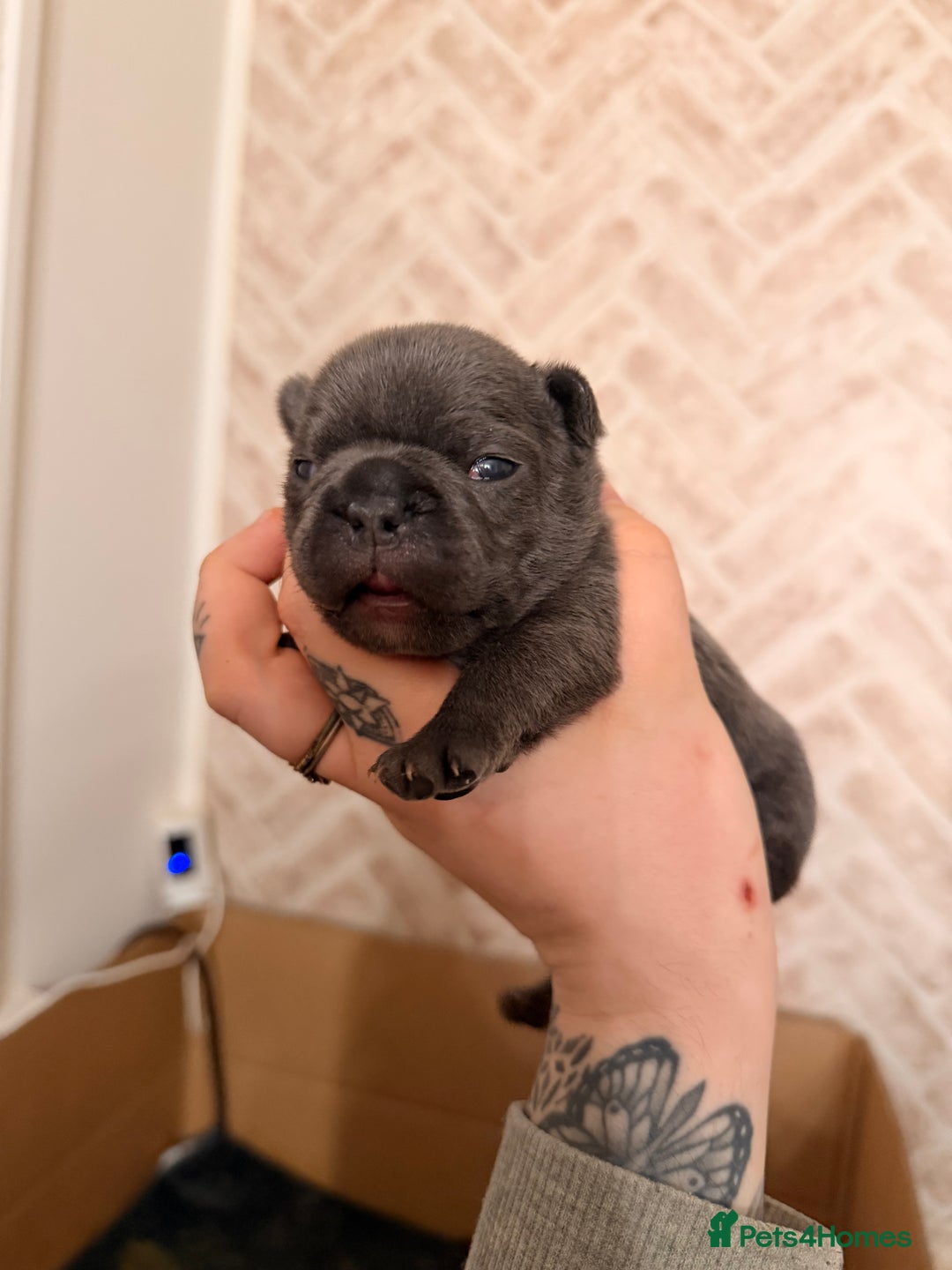 French Bulldog dogs for sale: Dwkc registered french bull dog puppies - Advert 6