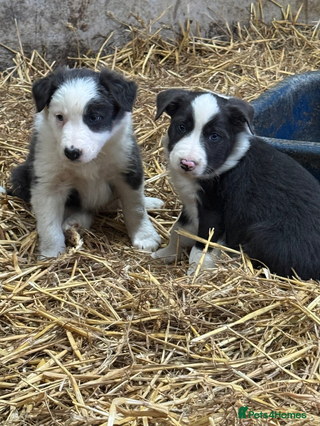 Border Collie dogs for sale: 5 border collie puppies from working parents - Advert 1