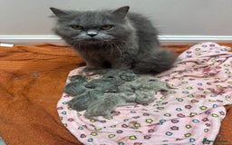 British Longhair cats for sale: Beautiful litter of 5 - Image 5
