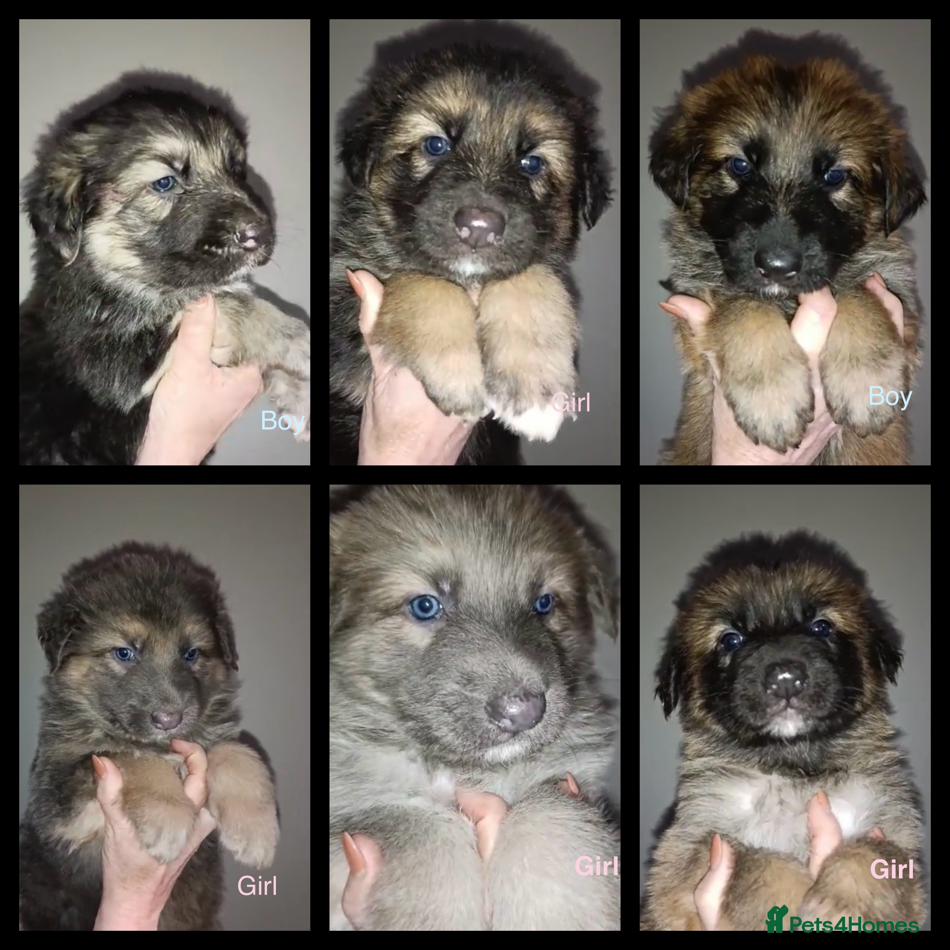 German Shepherd dogs Kc straight back puppys - Advert 4