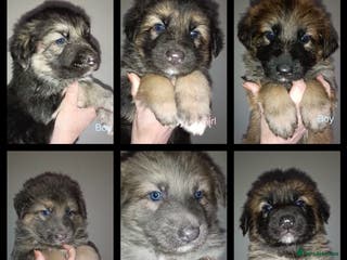 German Shepherd dogs Kc straight back puppys - Advert 10