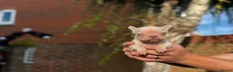 French Bulldog dogs for sale: Beautiful KC French Bulldog Puppy  - Advert 17
