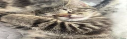 Mixed Breed cats for sale: Stunning Kittens looking for their forever homes - Advert 19