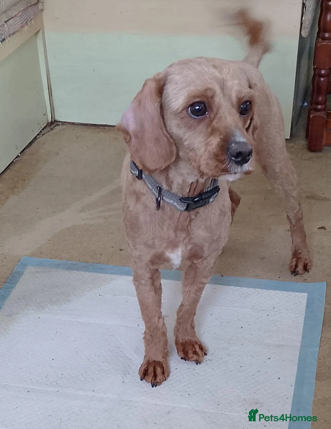 Cavapoo dogs for sale: F1b cavapoo  - Advert 1