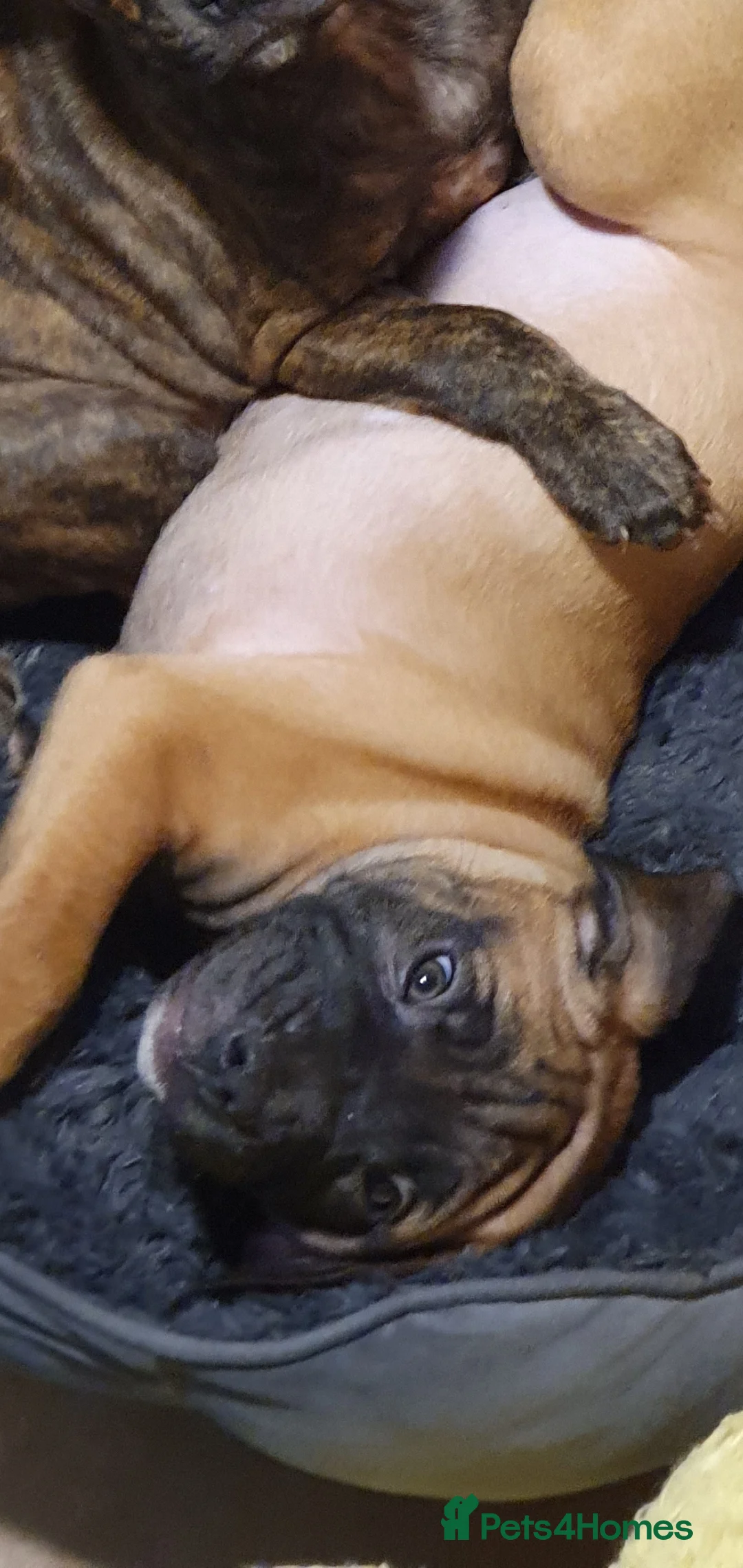 Mixed Breed dogs for sale: 2 adorable puppies - Advert 6